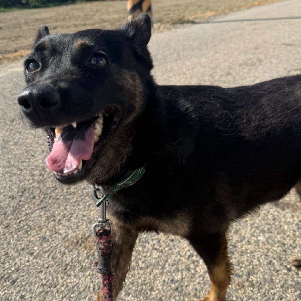 Photo of No. W141226-20, Adult · Female · Medium · Mixed breed