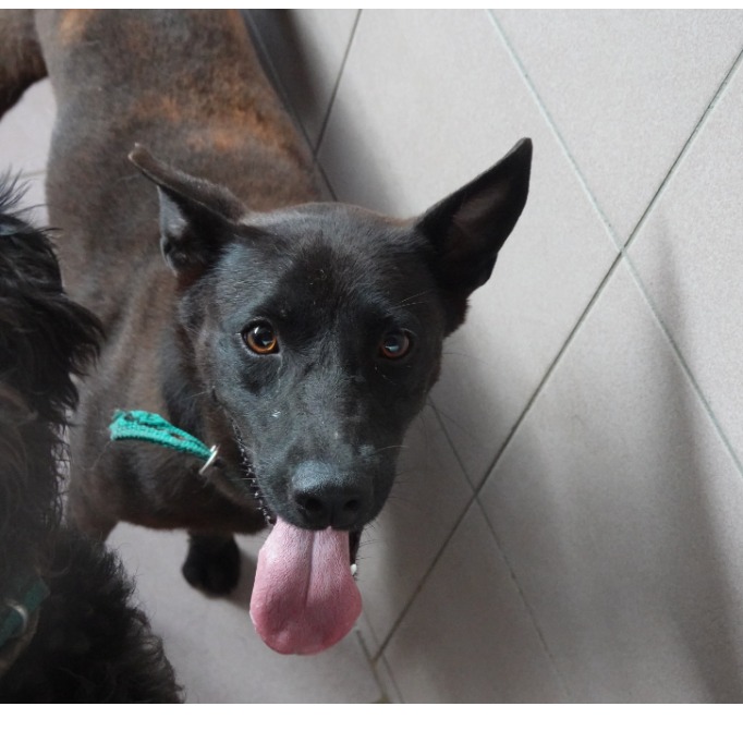 Photo of No. W141222-04, Adult · Female · Medium · Mixed breed