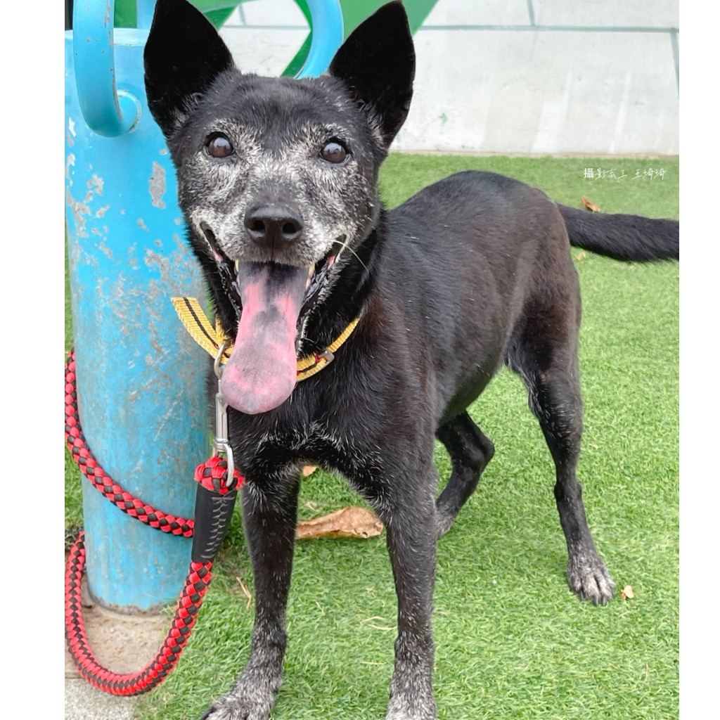Photo of No. W111012-04, Adult · Female · Medium · Mixed breed