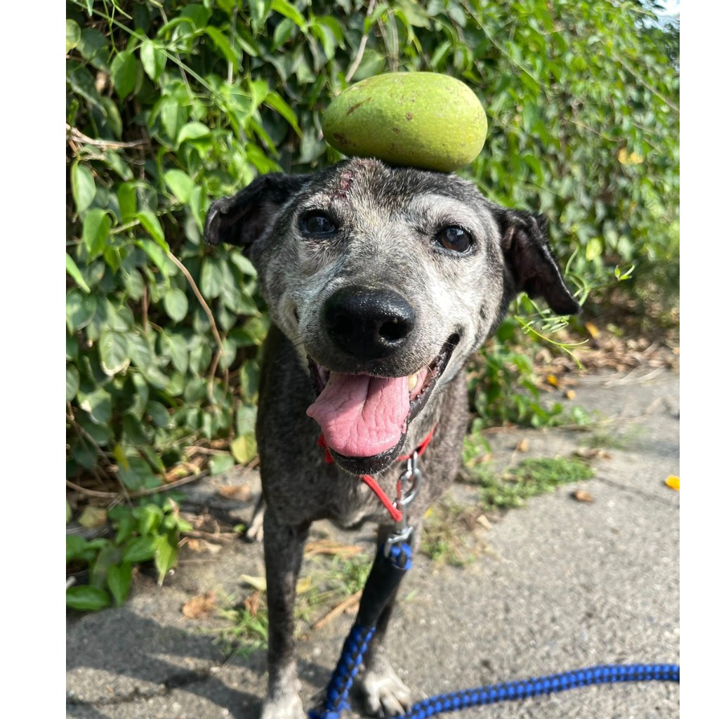 Black adult female mixed-breed dog, Medium, shelter no. …8-01