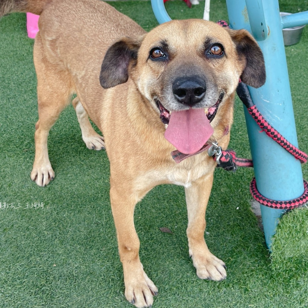 Tan adult male mixed-breed dog, Medium, shelter no. …0-07