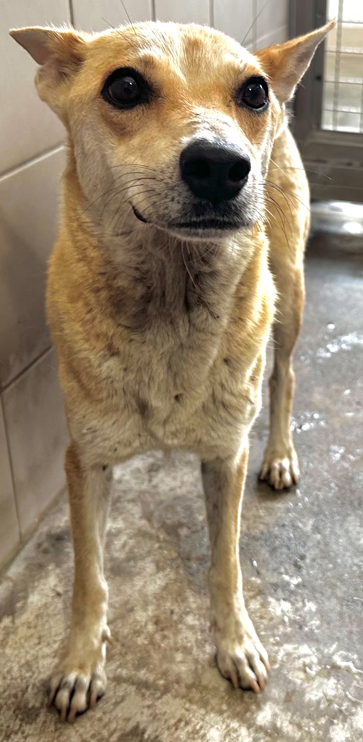 Photo of No. OAAAG1150527002, Adult · Female · Medium · Mixed breed