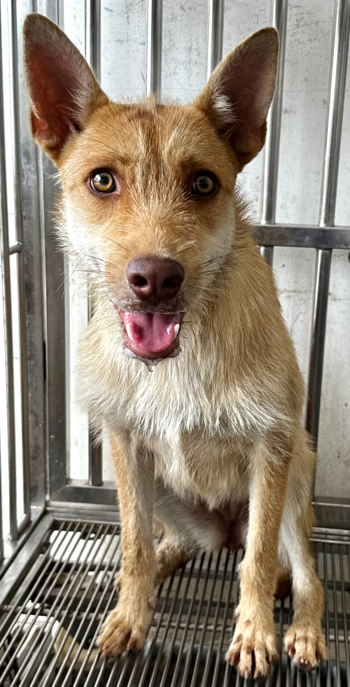 Tan adult female mixed-breed dog, Medium, shelter no. …7003