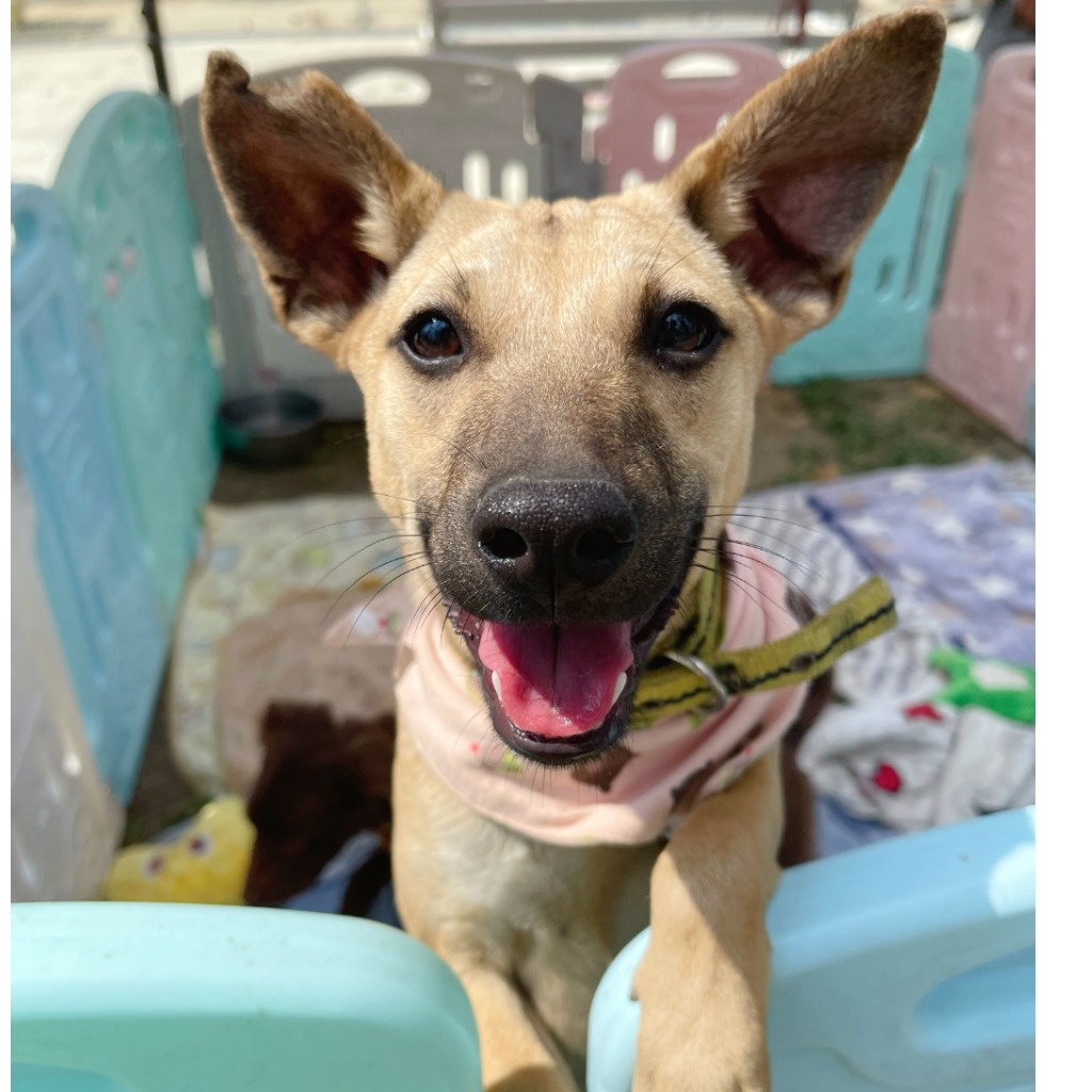 Photo of No. W150527-03, Young · Female · Medium · Mixed breed