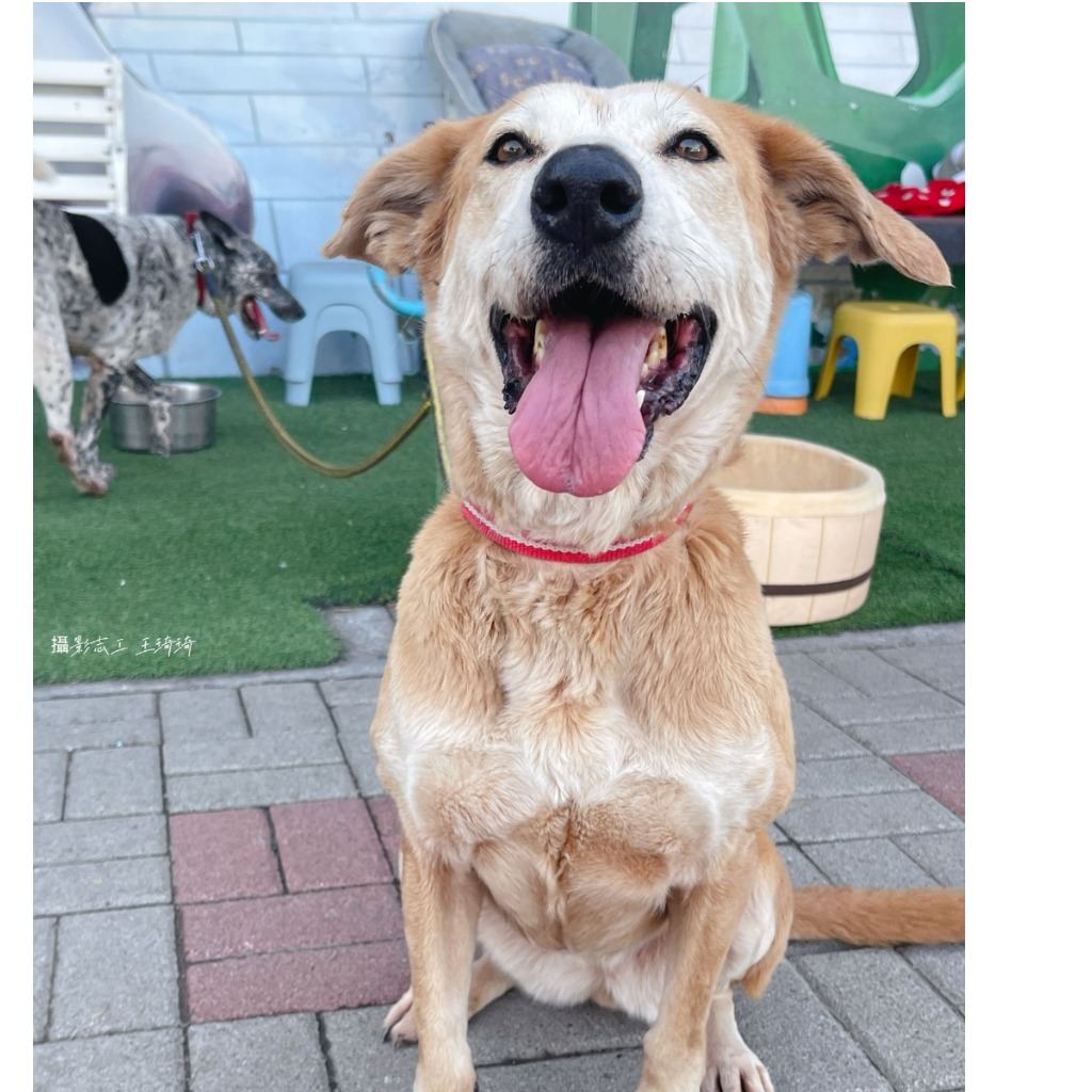 Photo of No. W121018-03, Adult · Female · Medium · Mixed breed