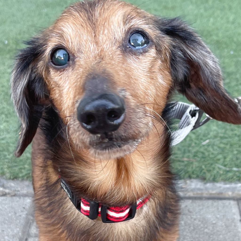 Photo of No. W150131-03, Adult · Male · Medium · dachshund