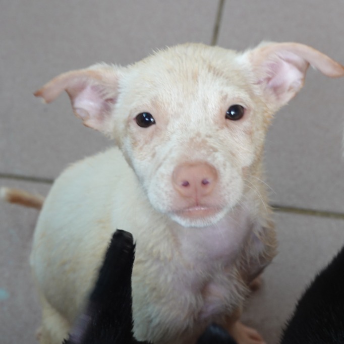 Photo of No. W150107-05, Young · Female · Small · Mixed breed