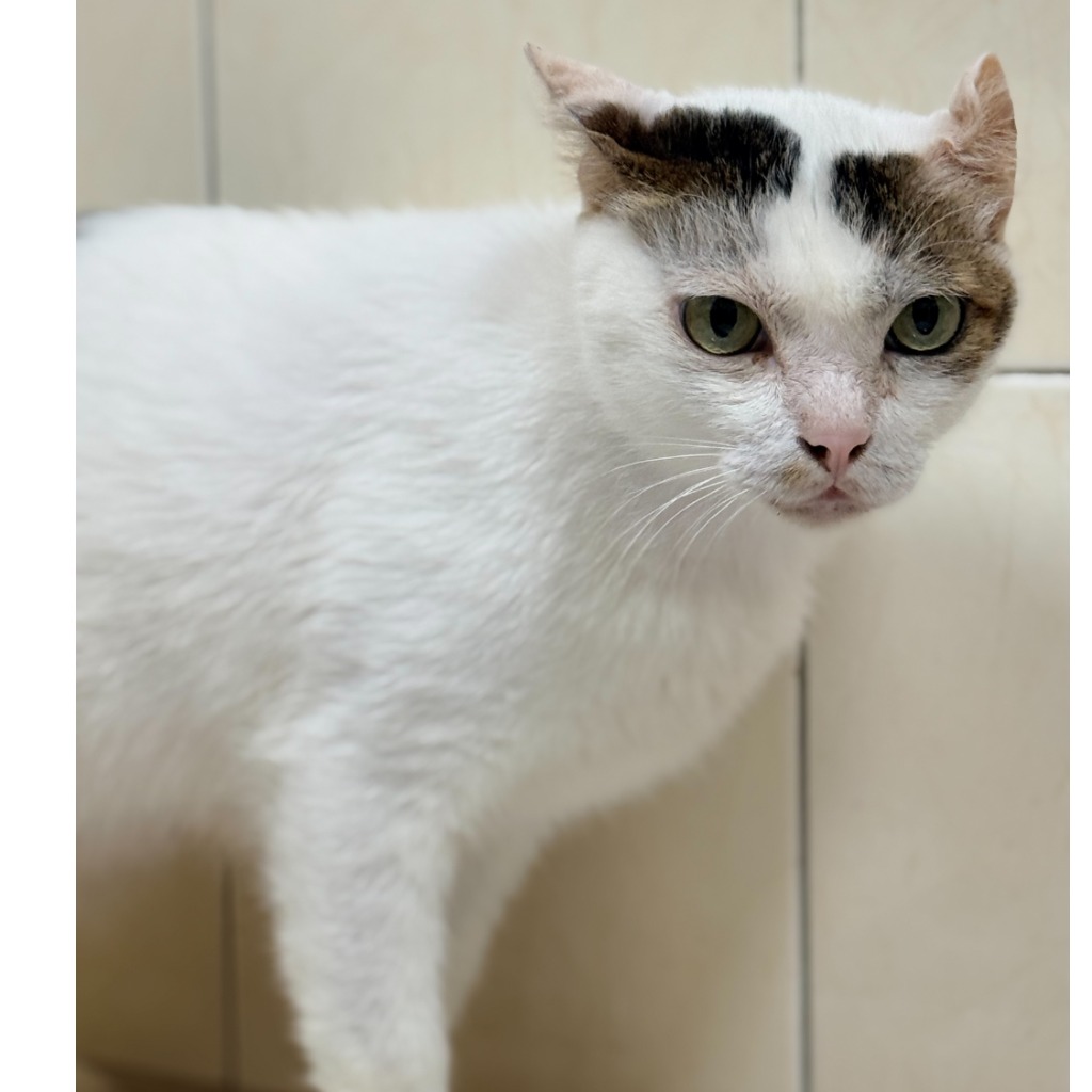 Photo of No. W15C0206-02, Adult · Male · Medium · Mixed breed