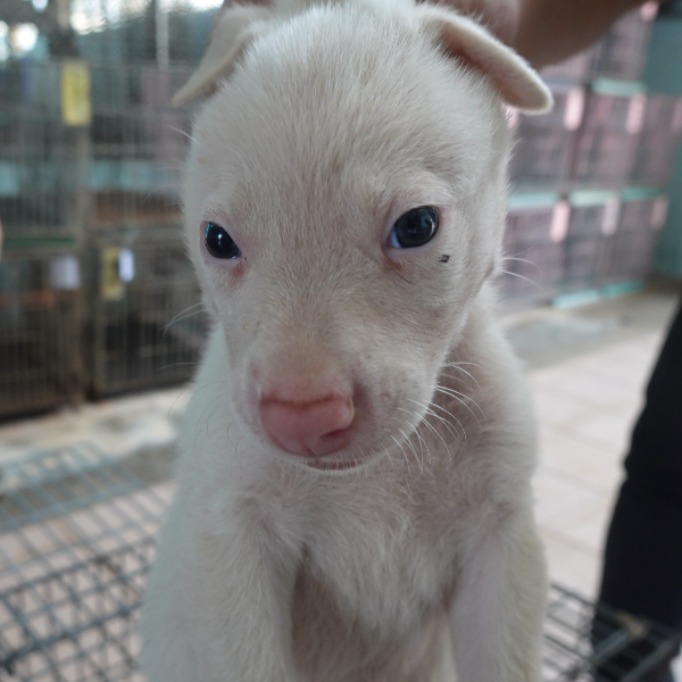 Photo of No. W150527-08, Young · Male · Small · Mixed breed