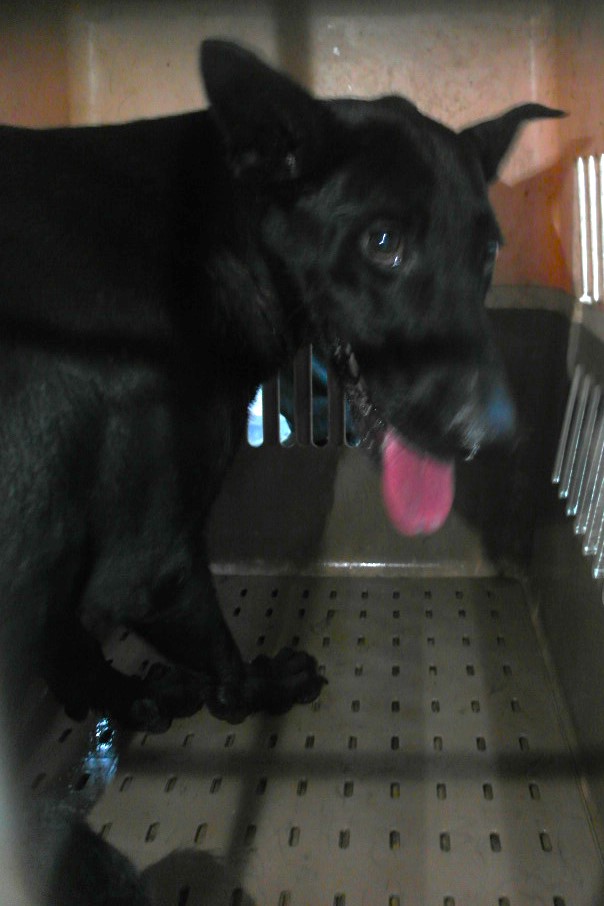 Photo of No. 1150897, Adult · Female · Large · Mixed breed