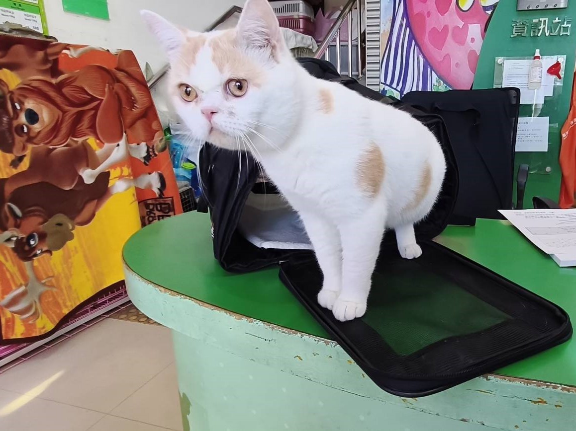 Photo of No. LAAAG1150528C4, Adult · Male · Large · British Shorthair