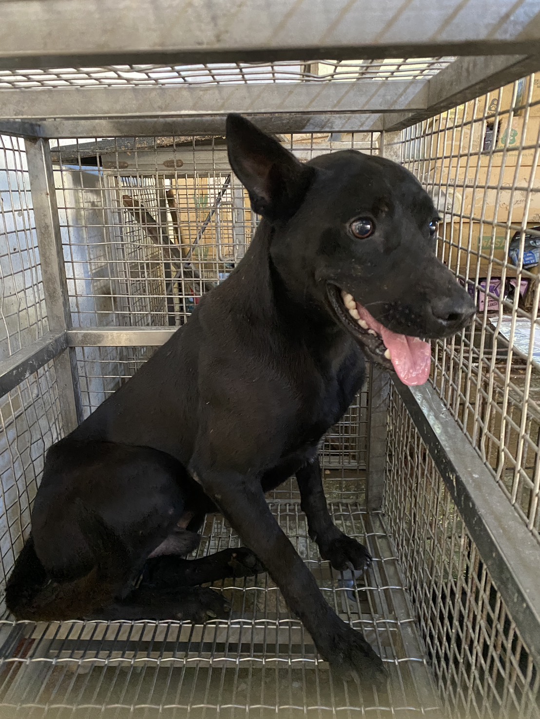 Black adult male mixed-breed dog, Medium, shelter no. …8-01