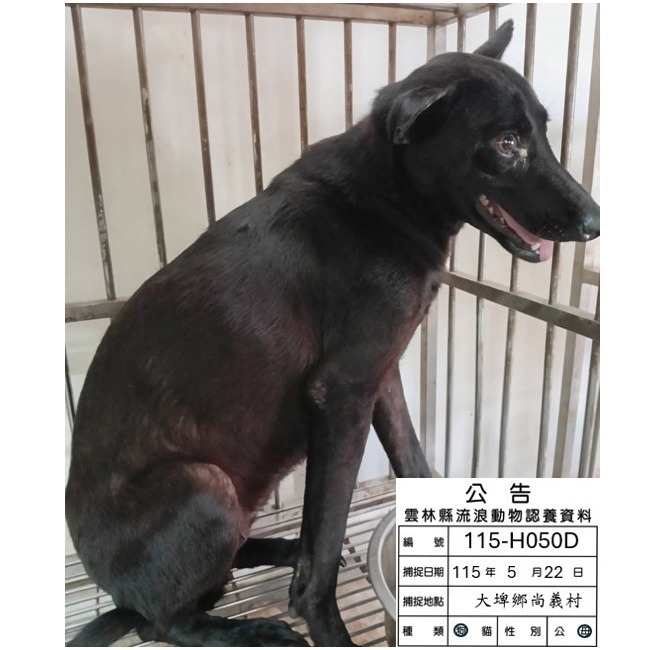 Photo of No. 115-H050D, Adult · Female · Large · Mixed breed