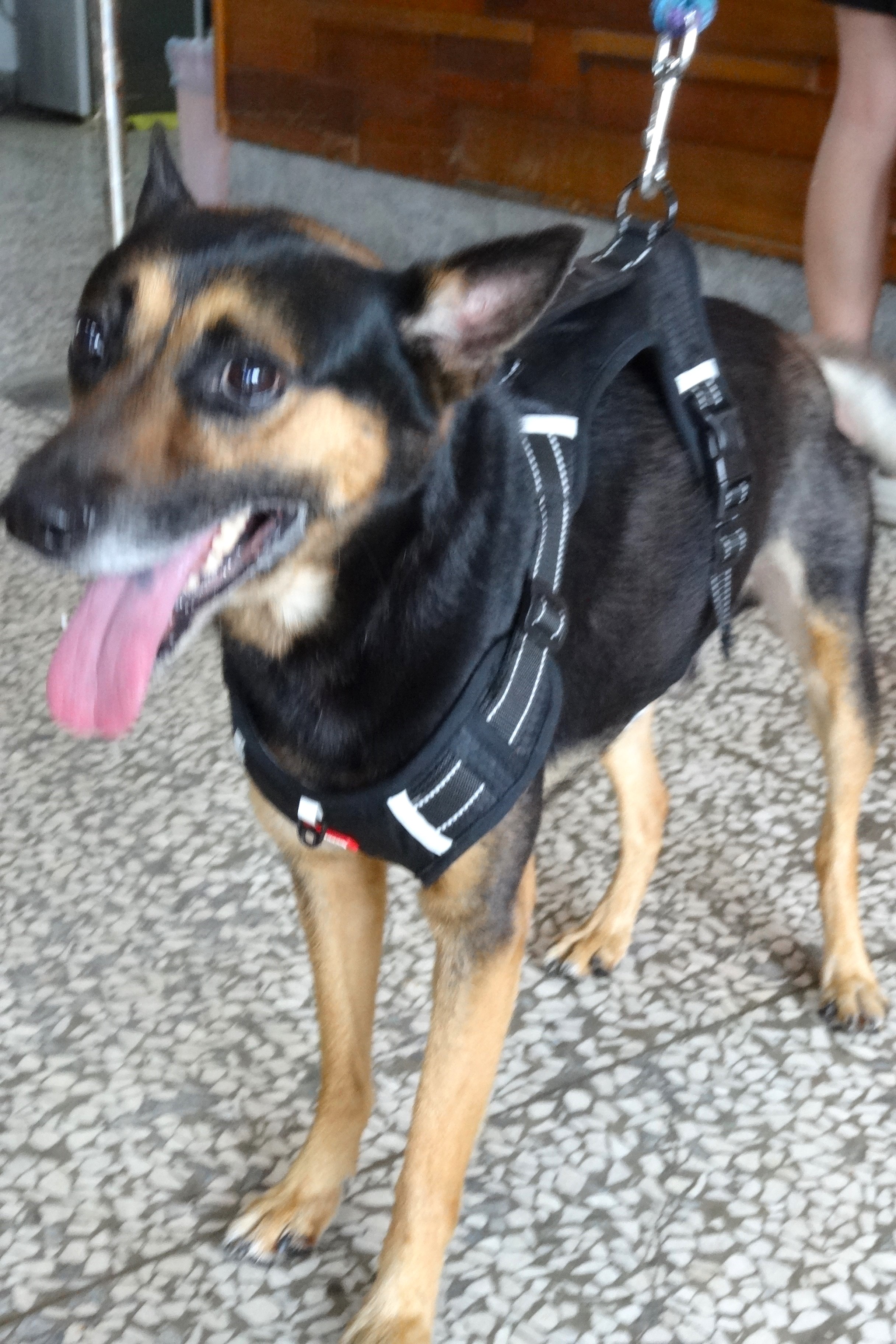 Black-and-tan adult male mixed-breed dog, Large, shelter no. …0904