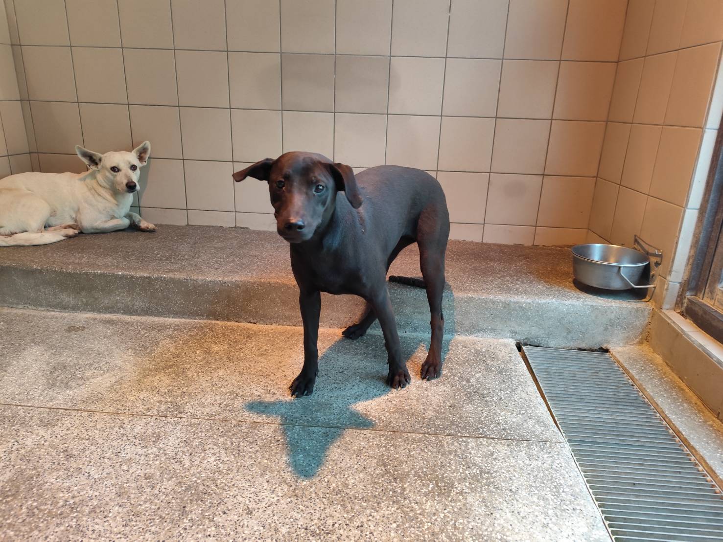Photo of No. LAABG115011601, Young · Female · Large · Mixed breed