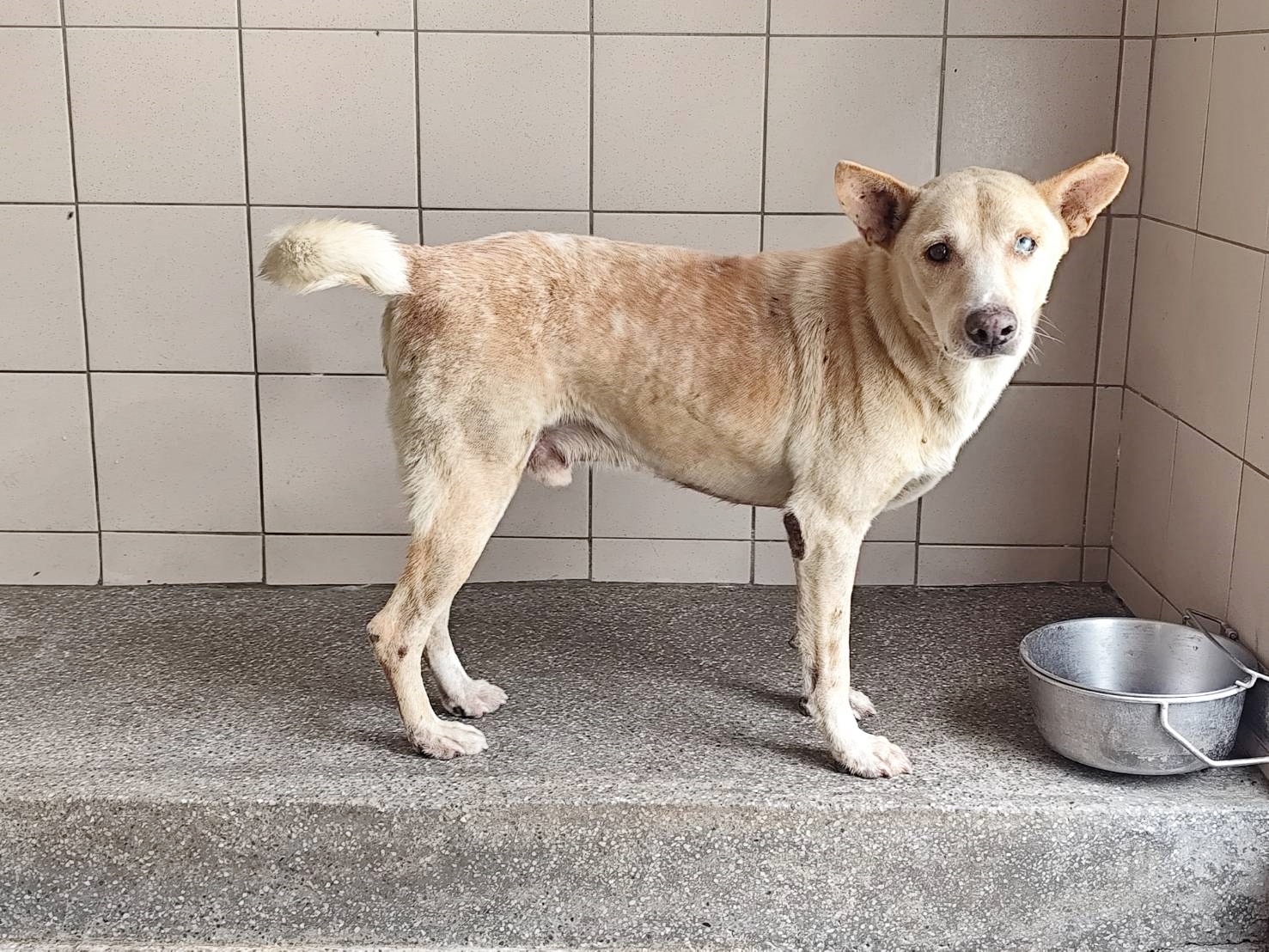 Photo of No. LAABG115041712, Adult · Male · Large · Mixed breed