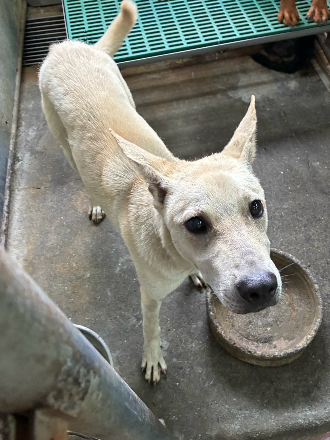 Photo of No. GAAAG1150530001, Adult · Male · Medium · Mixed breed