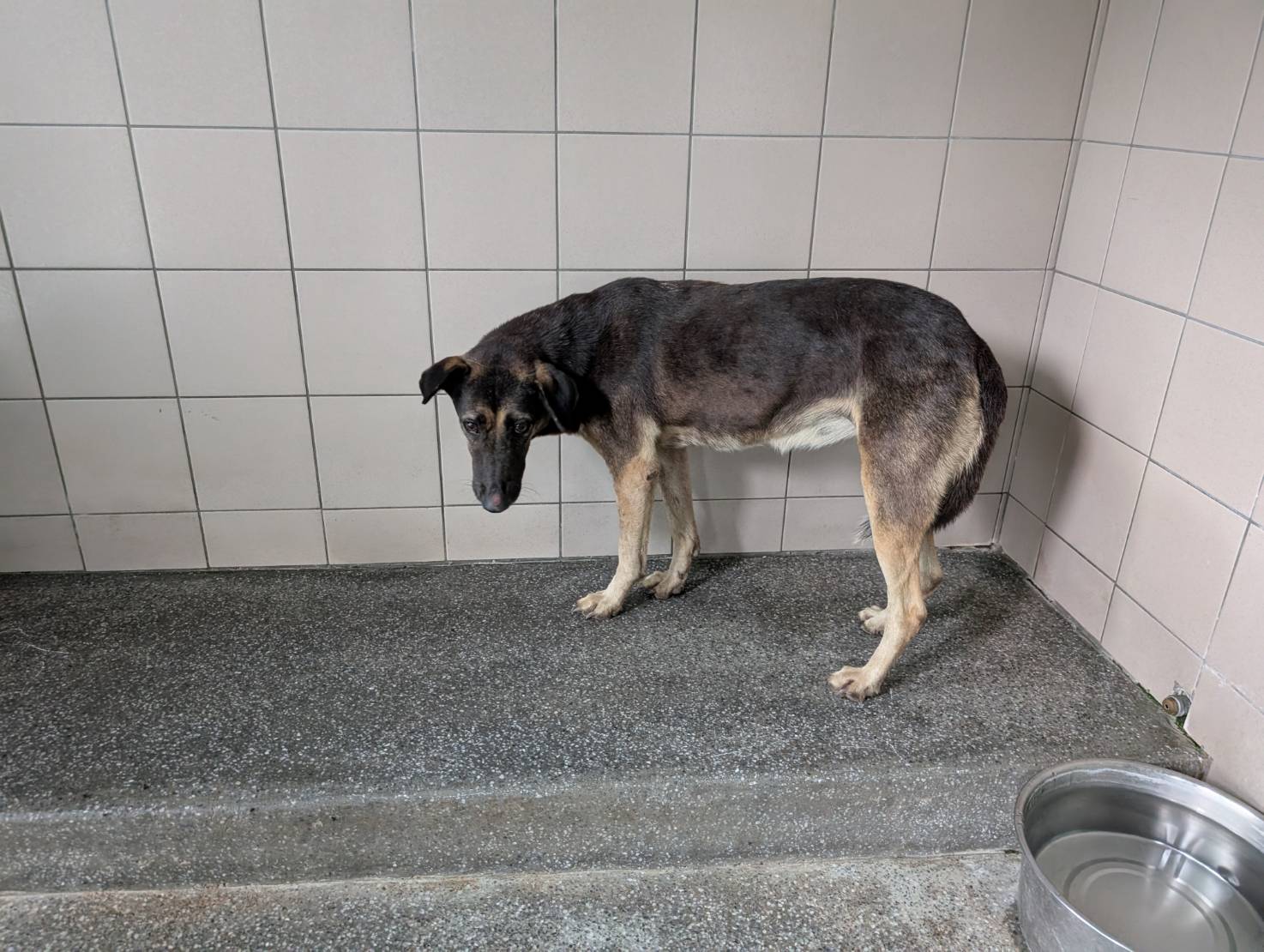 Photo of No. LAABG114102902, Adult · Female · Large · Mixed breed