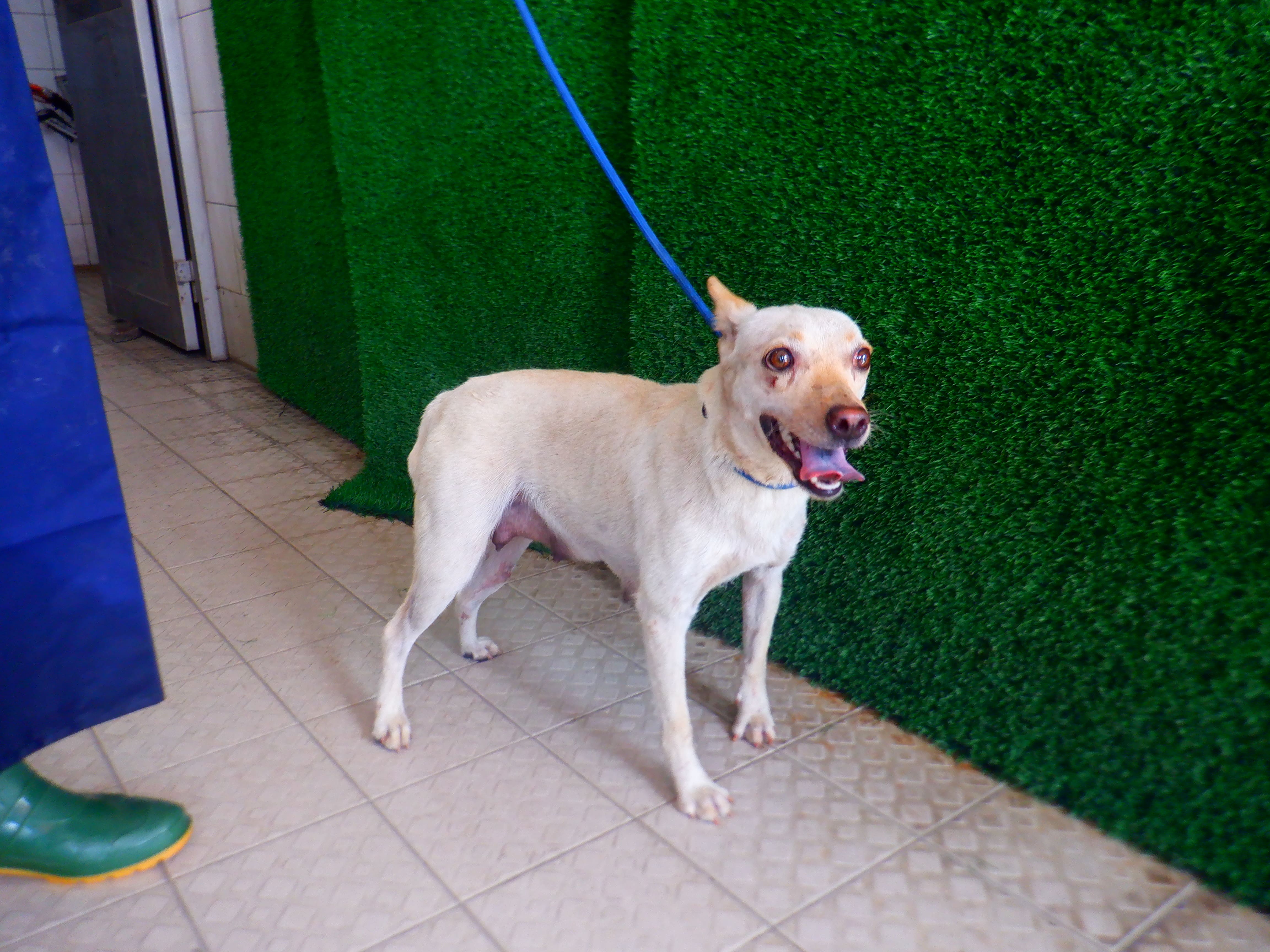 White adult female mixed-breed dog, Medium, shelter no. …9669