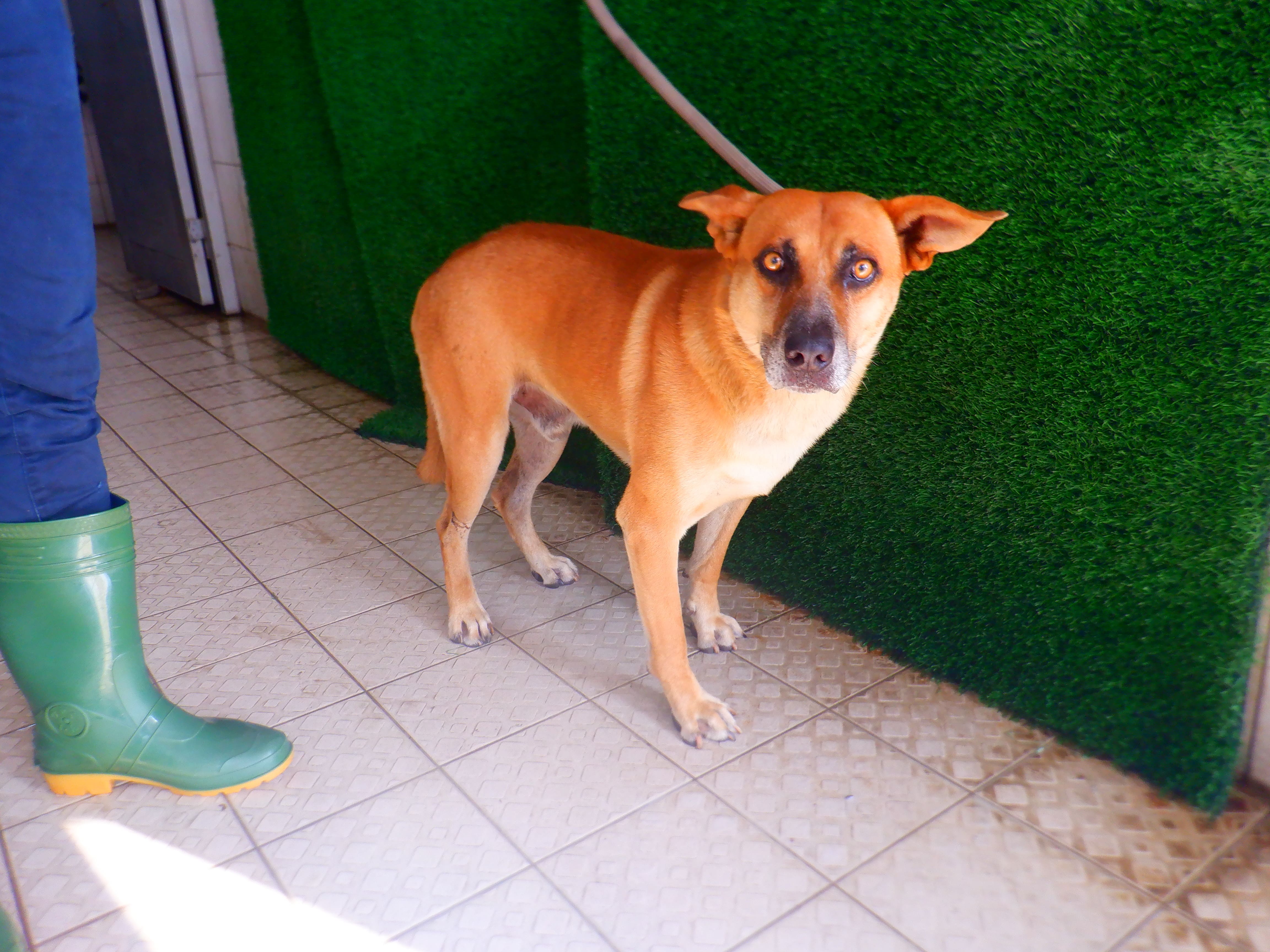 Tan adult male mixed-breed dog, Medium, shelter no. …9753