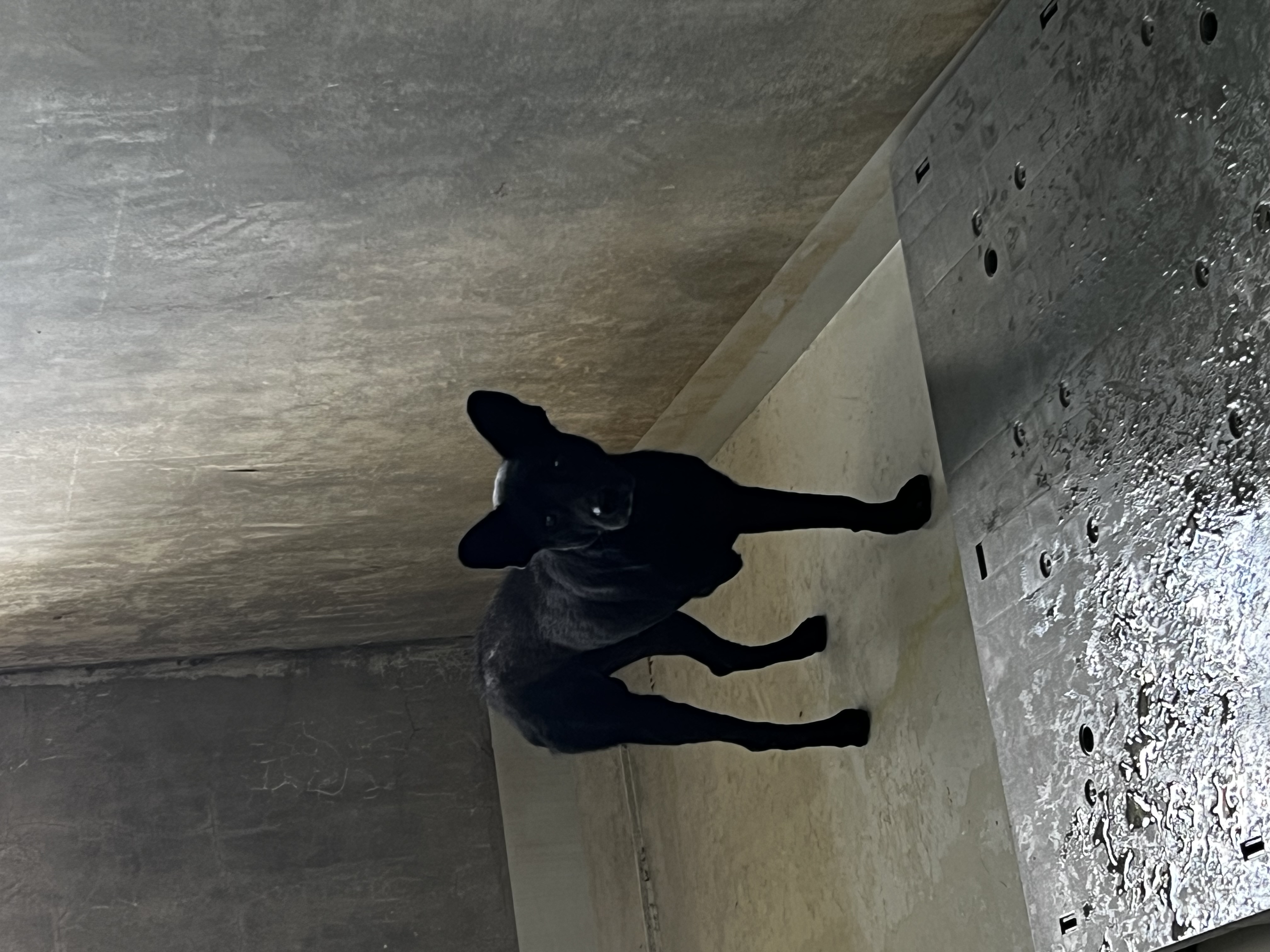 Photo of No. QAAAG1150531001, Adult · Male · Large · Mixed breed