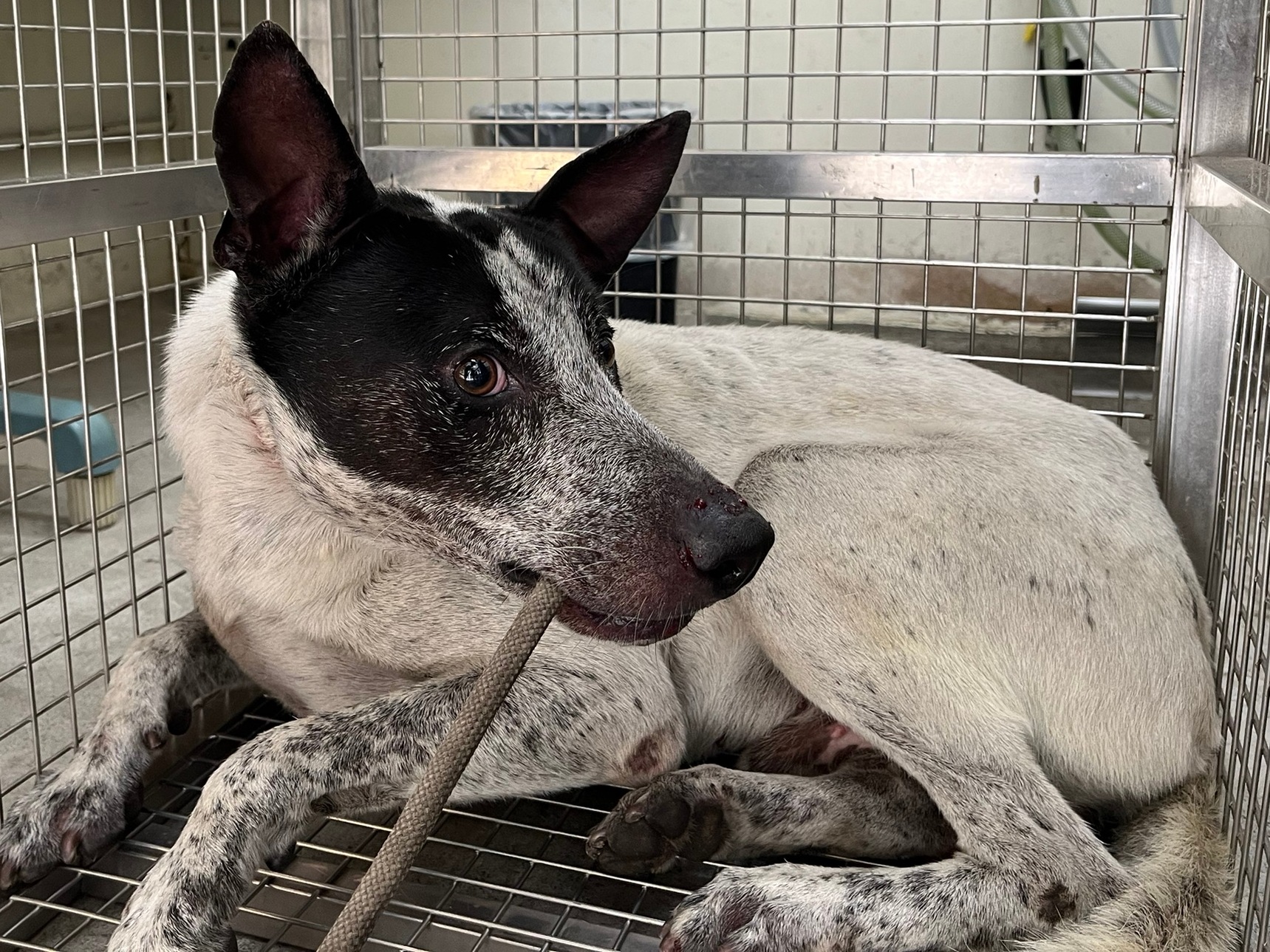 Photo of No. VAAAG115053101, Adult · Male · Medium · Mixed breed