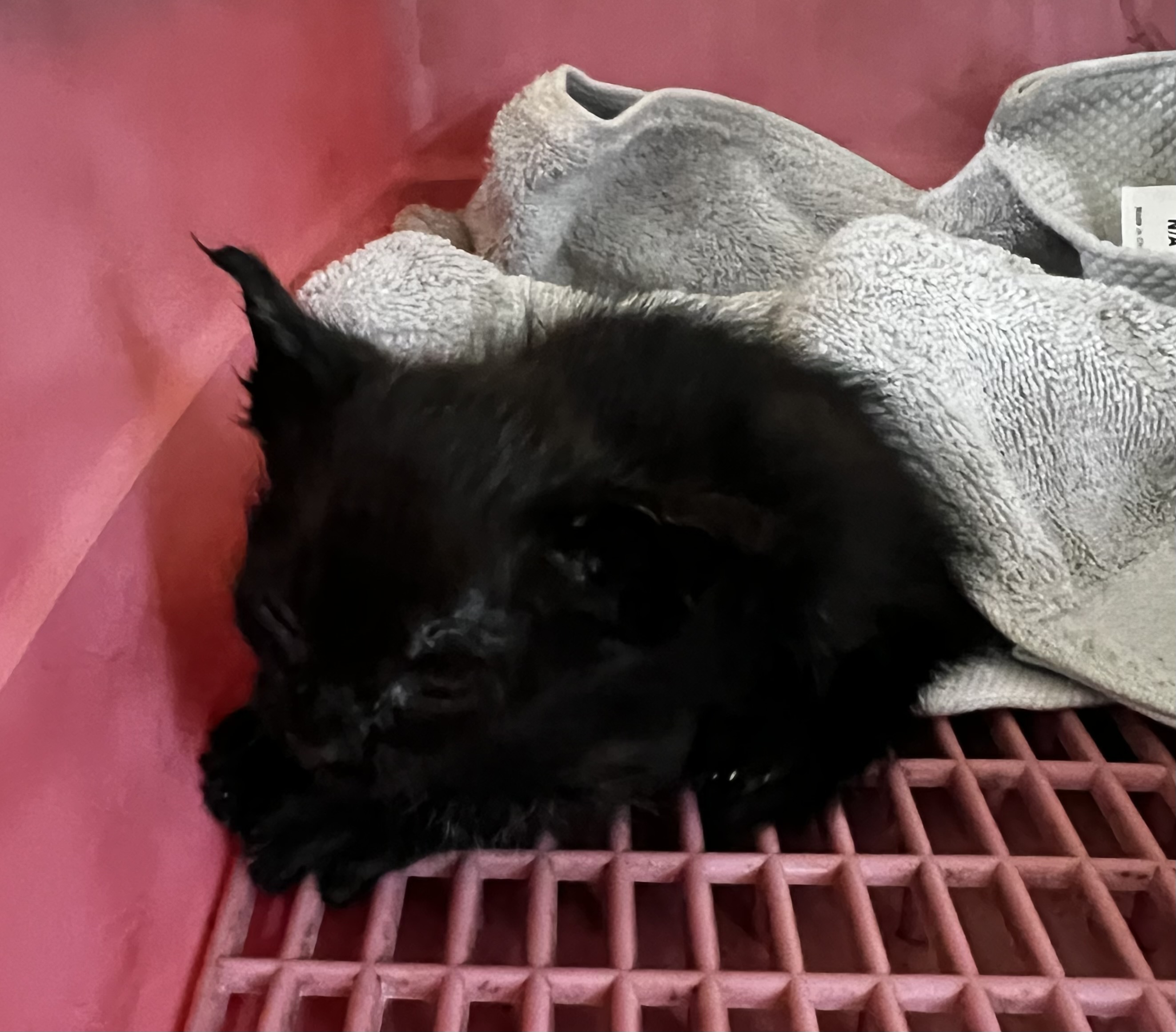 Photo of No. QAAAG1150531005, Young · Small · Mixed breed