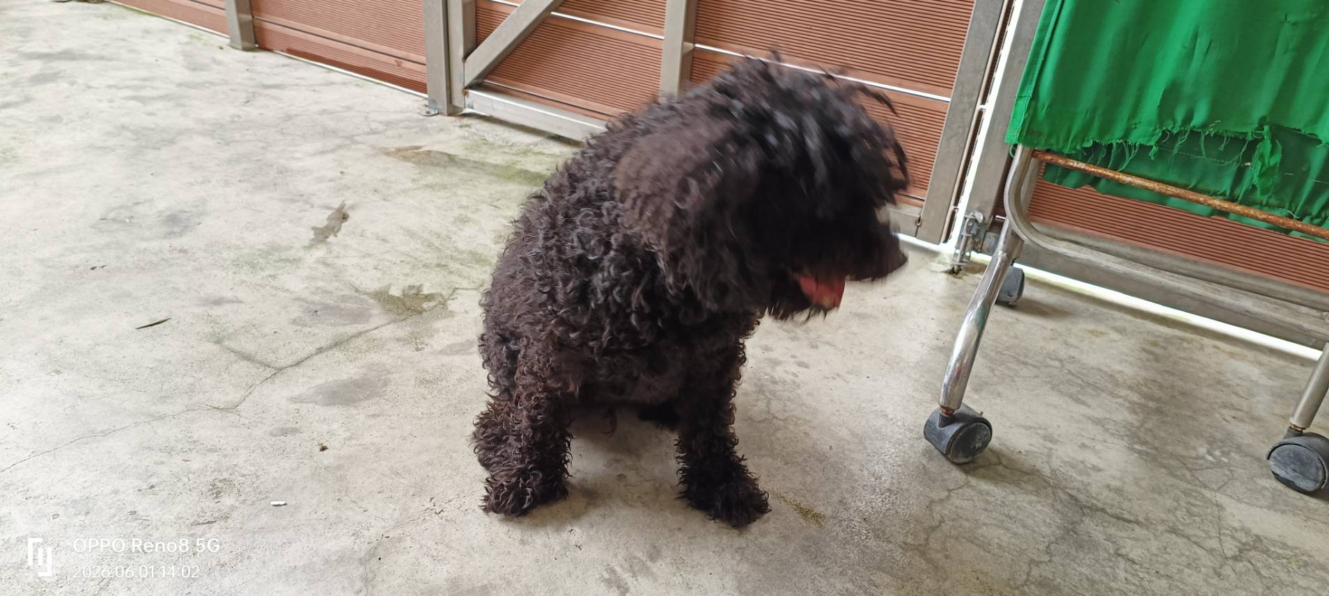 Photo of No. AAAHG1150601001, Adult · Male · Small · Toy Poodle