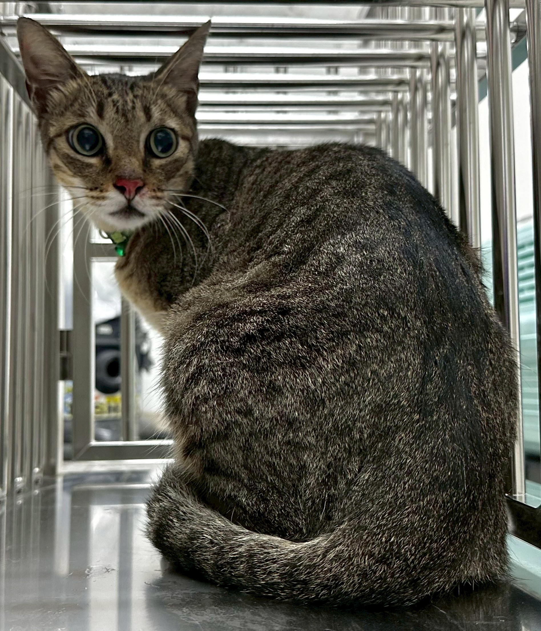 Photo of No. OAAAG1150602001, Adult · Male · Small · Mixed breed