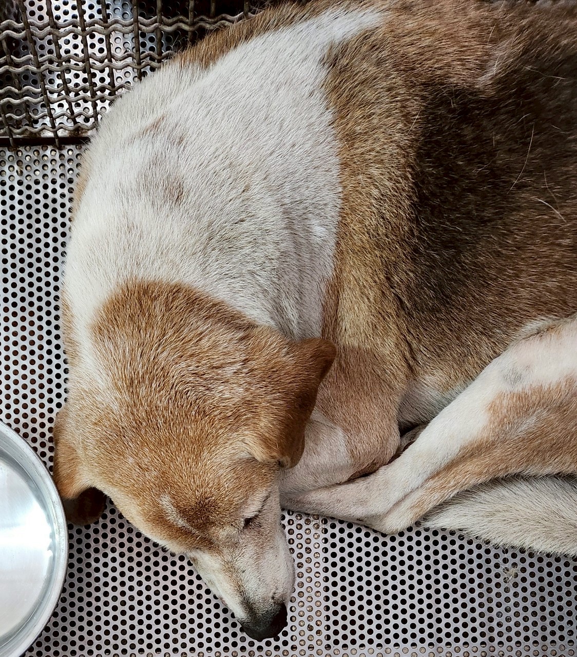 Photo of No. AAAJG1150817002, Adult · Female · Medium · Mixed breed