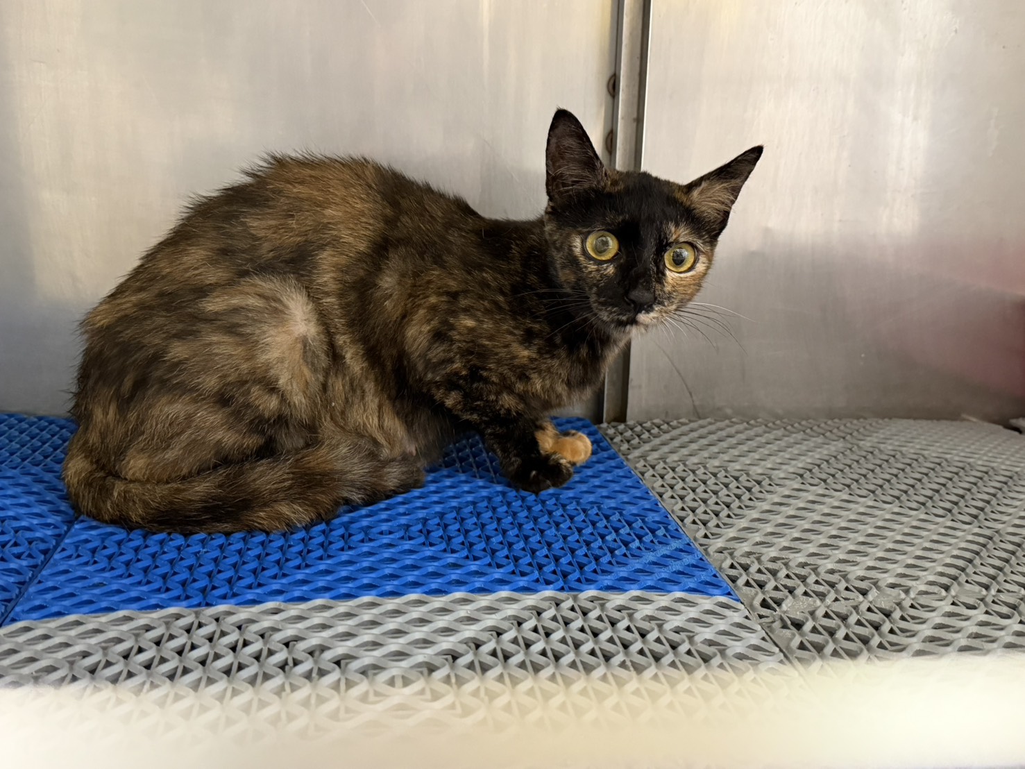 Photo of No. CAAAG1150602009, Adult · Female · Medium · Mixed breed