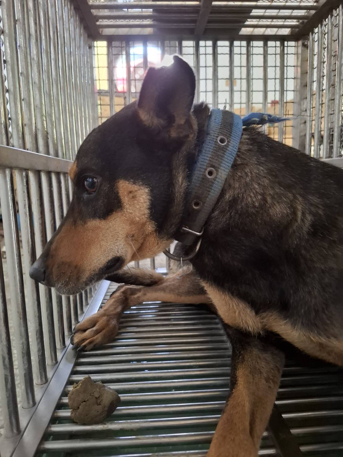 Photo of No. S150603-08, Adult · Male · Medium · Mixed breed