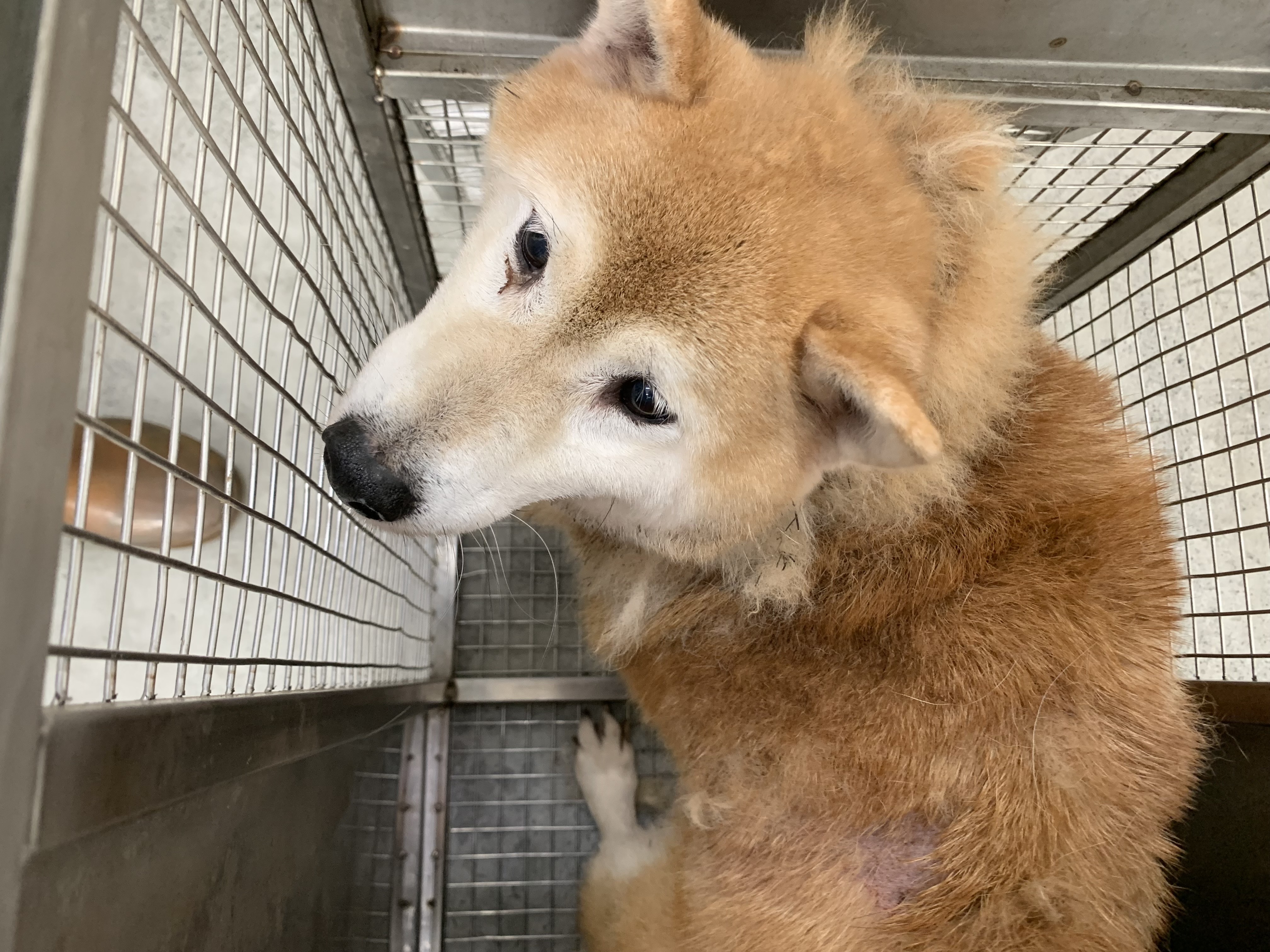 Photo of No. VAAAG115060305, Adult · Female · Medium · Shiba Inu