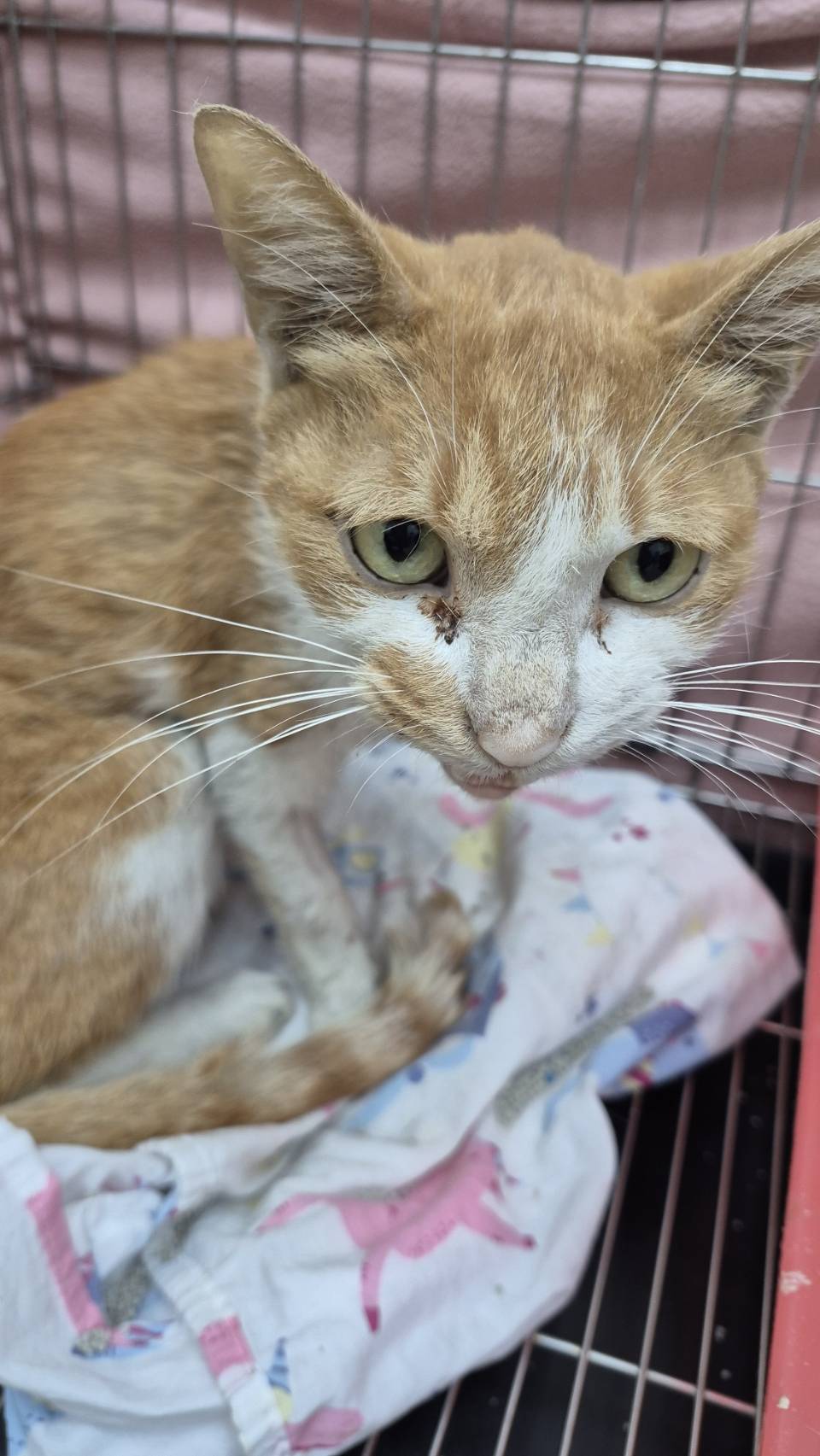 Photo of No. AAAIG1150603002, Adult · Male · Small · Mixed breed