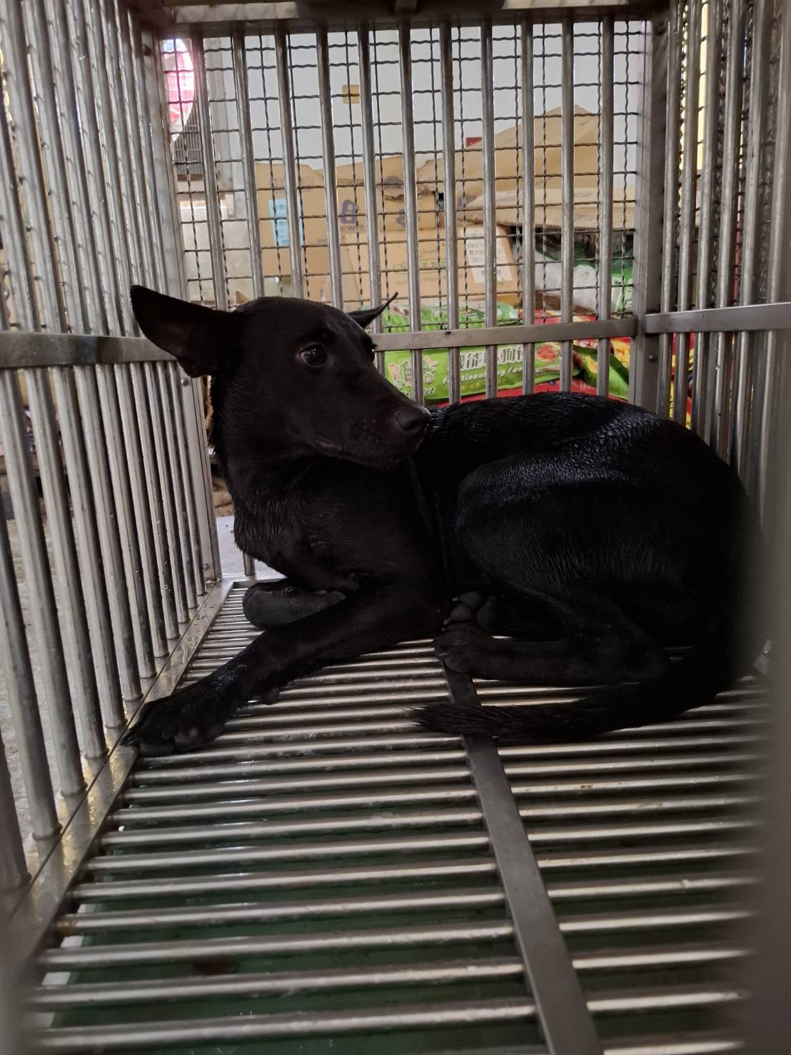 Photo of No. S150604-02, Adult · Female · Medium · Mixed breed