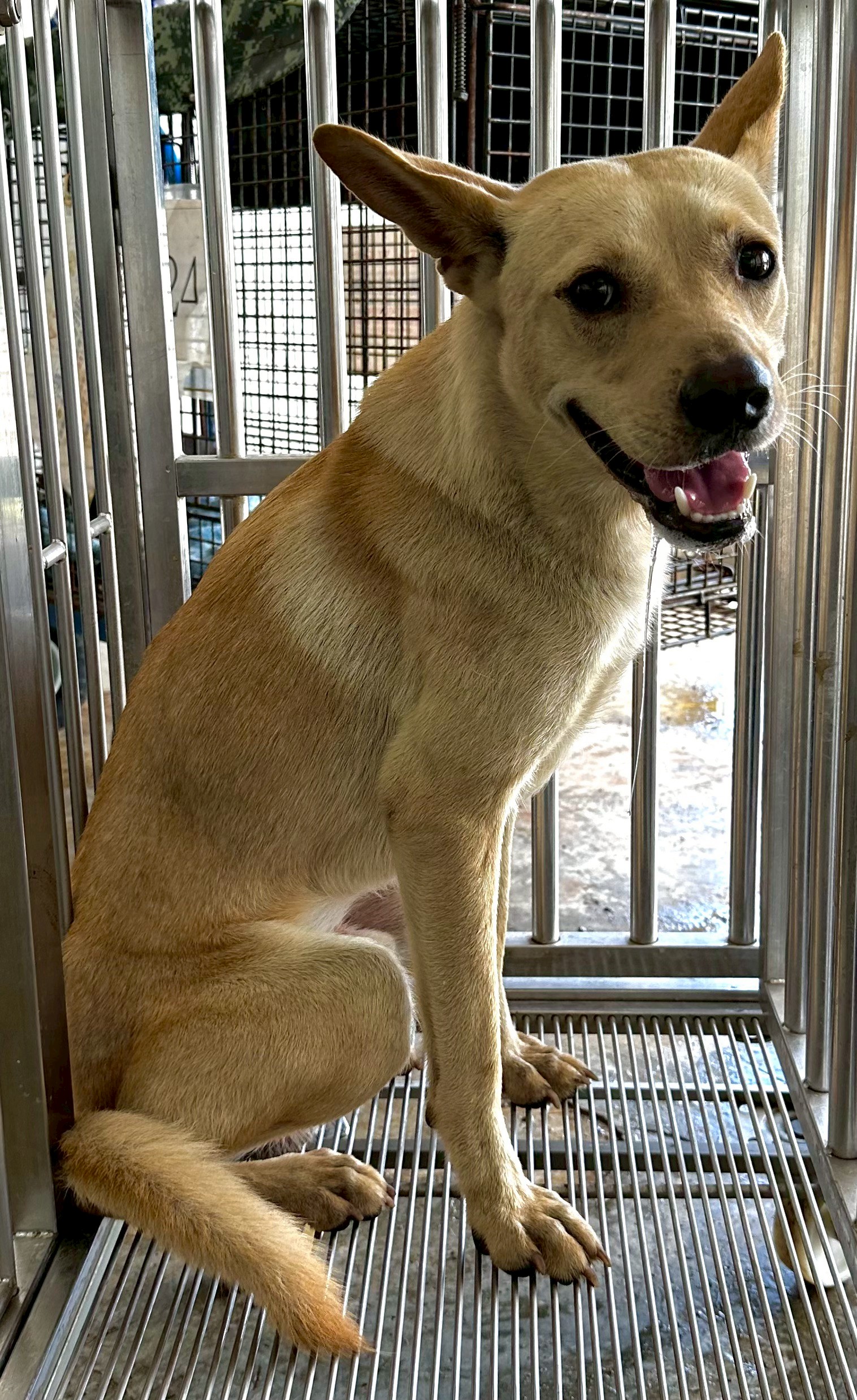 Photo of No. OAAAG1150604001, Adult · Male · Medium · Mixed breed