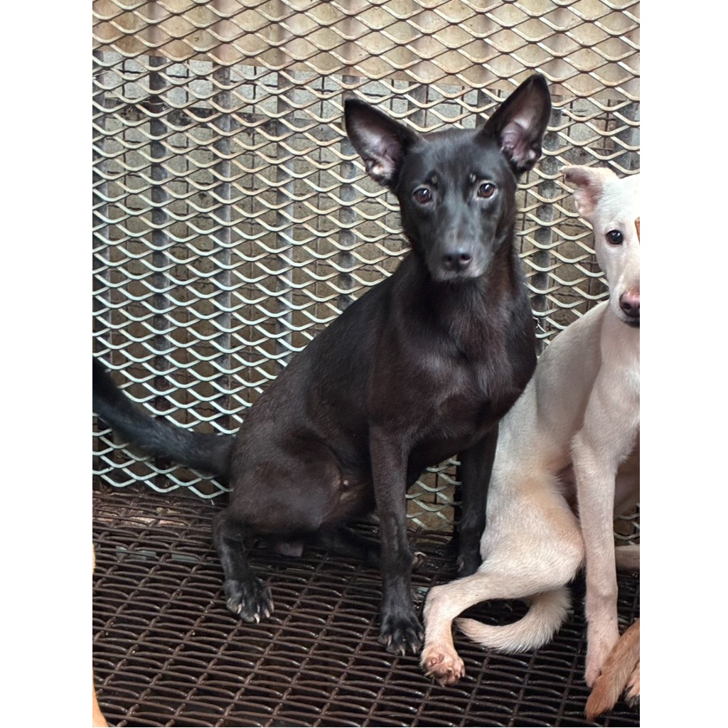 Photo of No. GAAAG1140716003, Young · Female · Small · Mixed breed