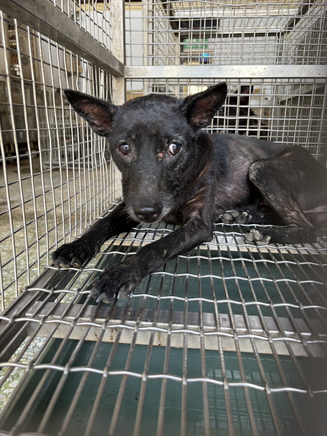 Photo of No. S150604-B, Adult · Female · Medium · Mixed breed