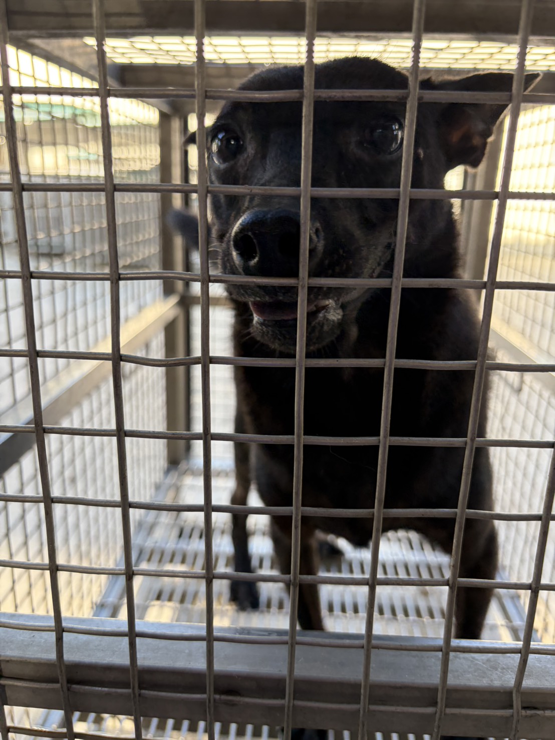Black adult male mixed-breed dog, Medium, shelter no. …04-D