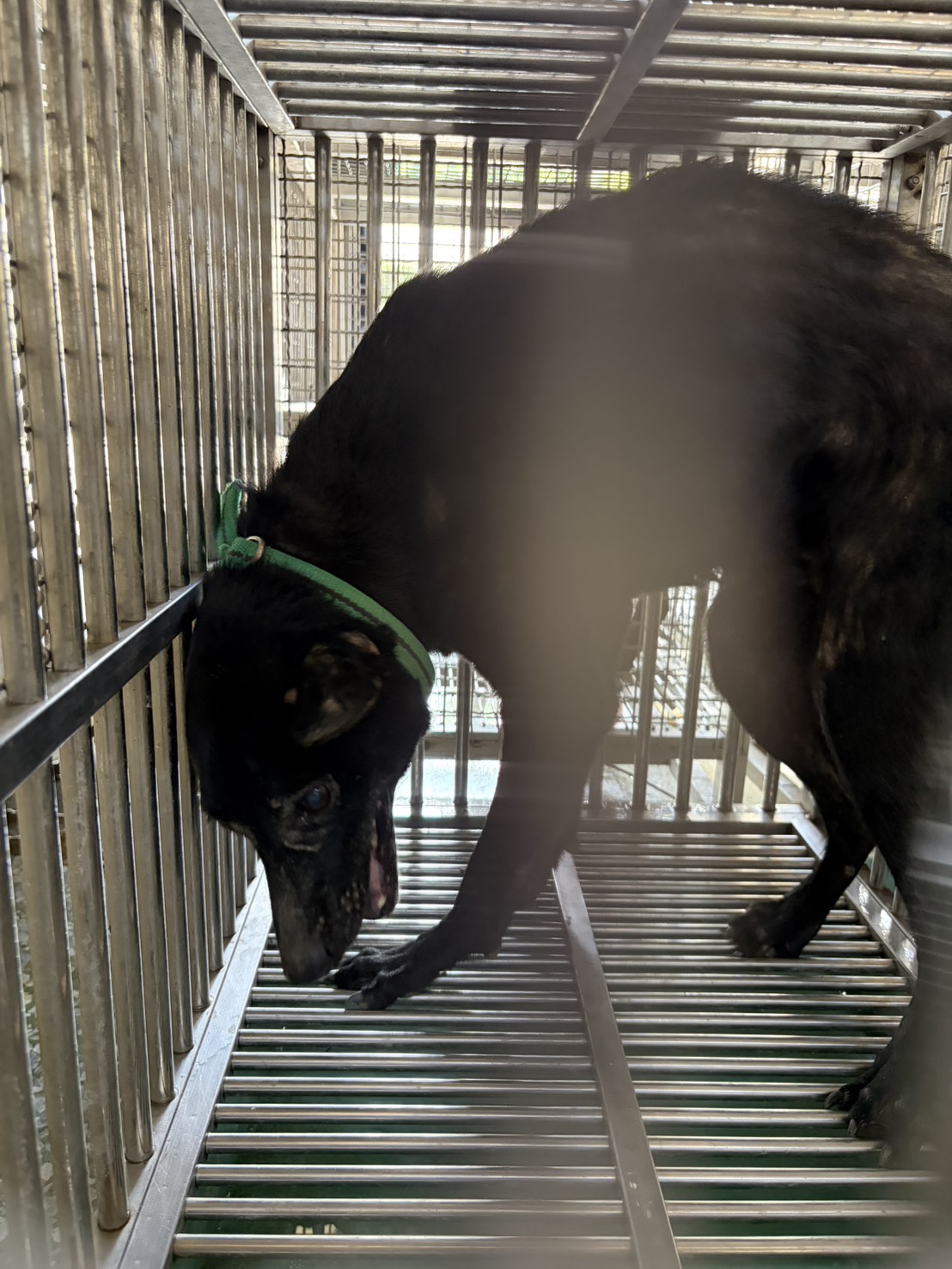 Black adult female mixed-breed dog, Medium, shelter no. …04-E