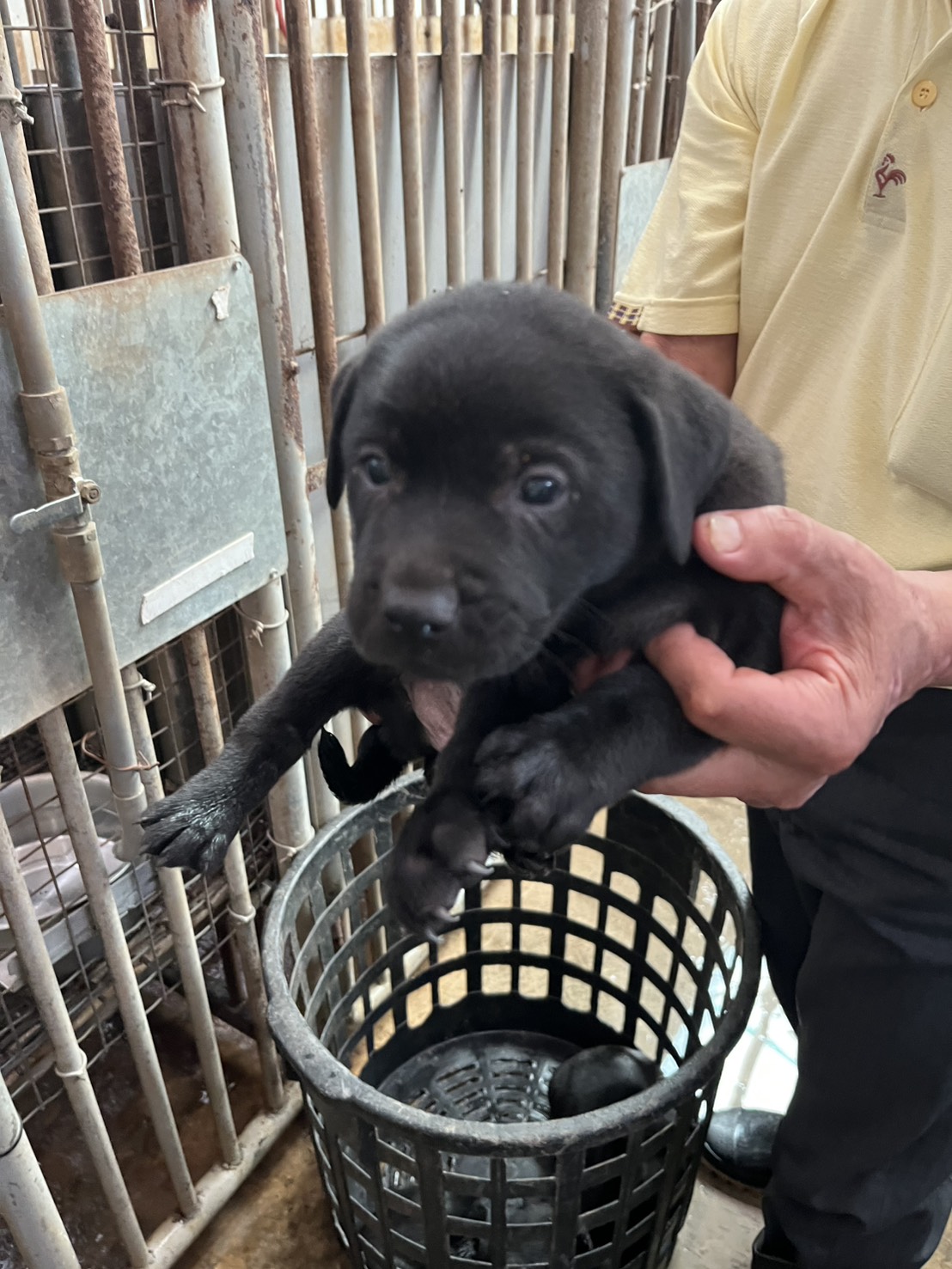 Black young male mixed-breed dog, Small, shelter no. …4007