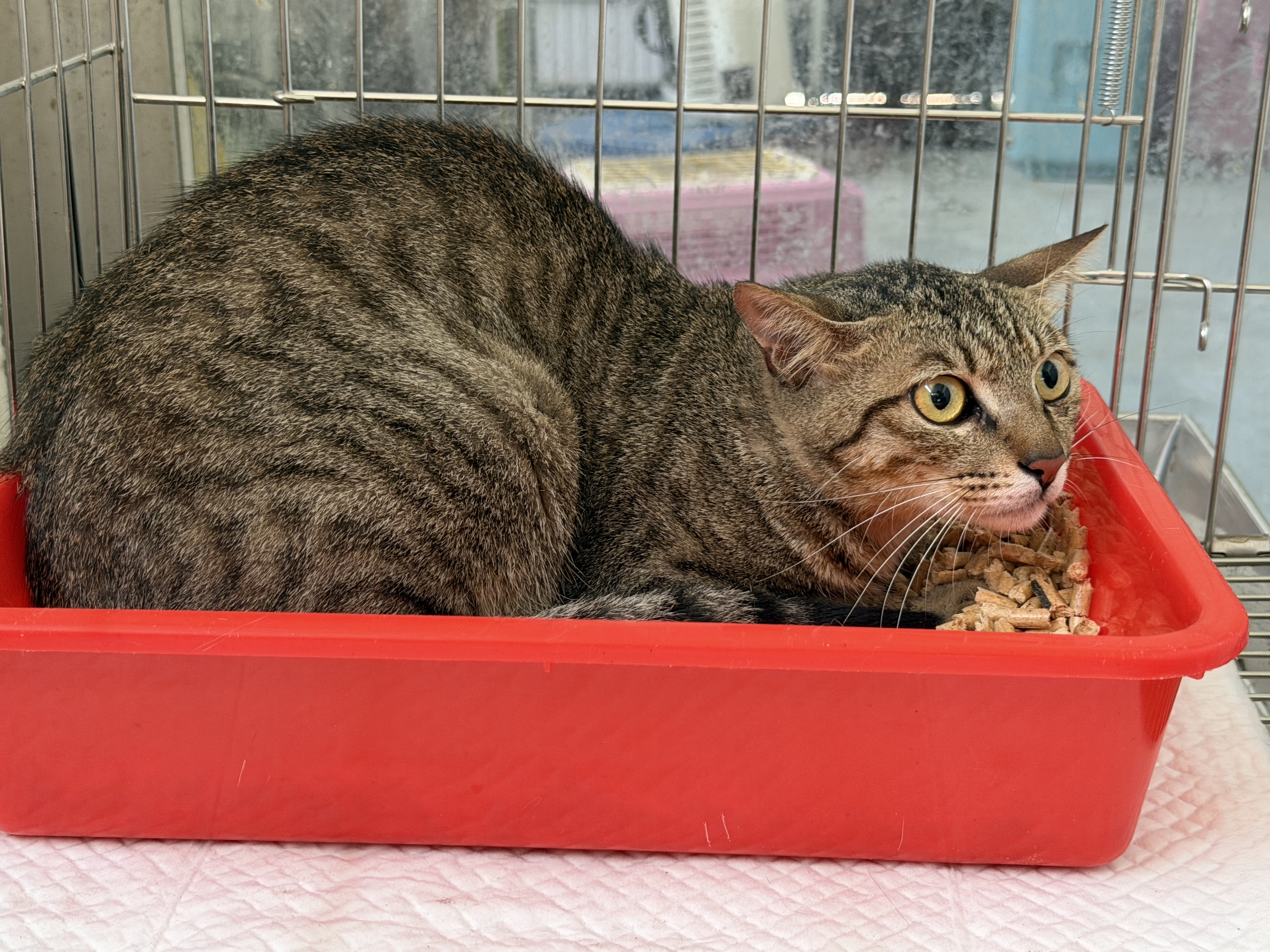 Tabby adult male mixed-breed cat, Medium, shelter no. …3002