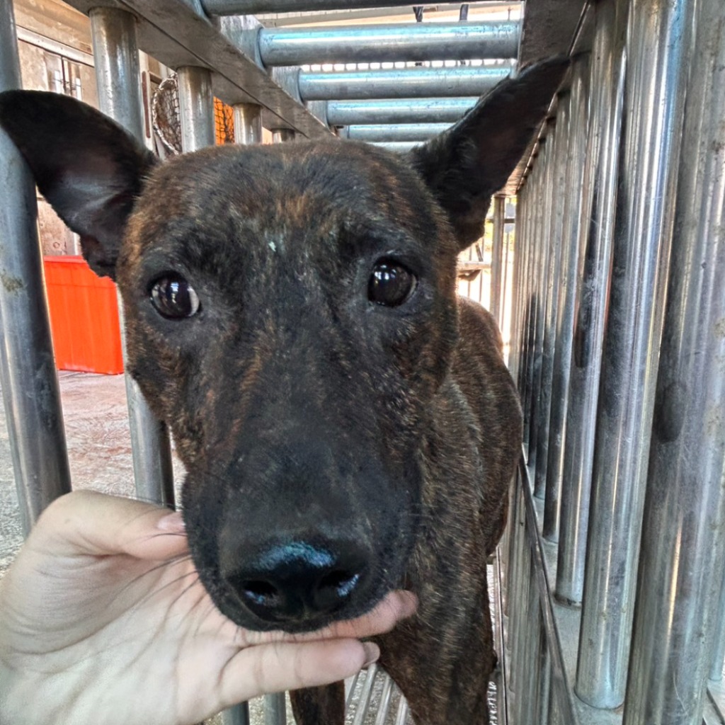 Tabby adult female mixed-breed dog, Large, shelter no. …1001
