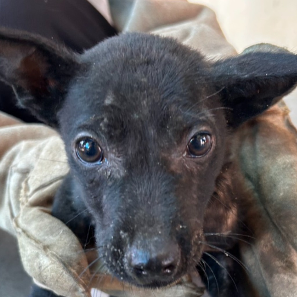 Photo of No. PAAAG1150601002, Young · Male · Small · Mixed breed