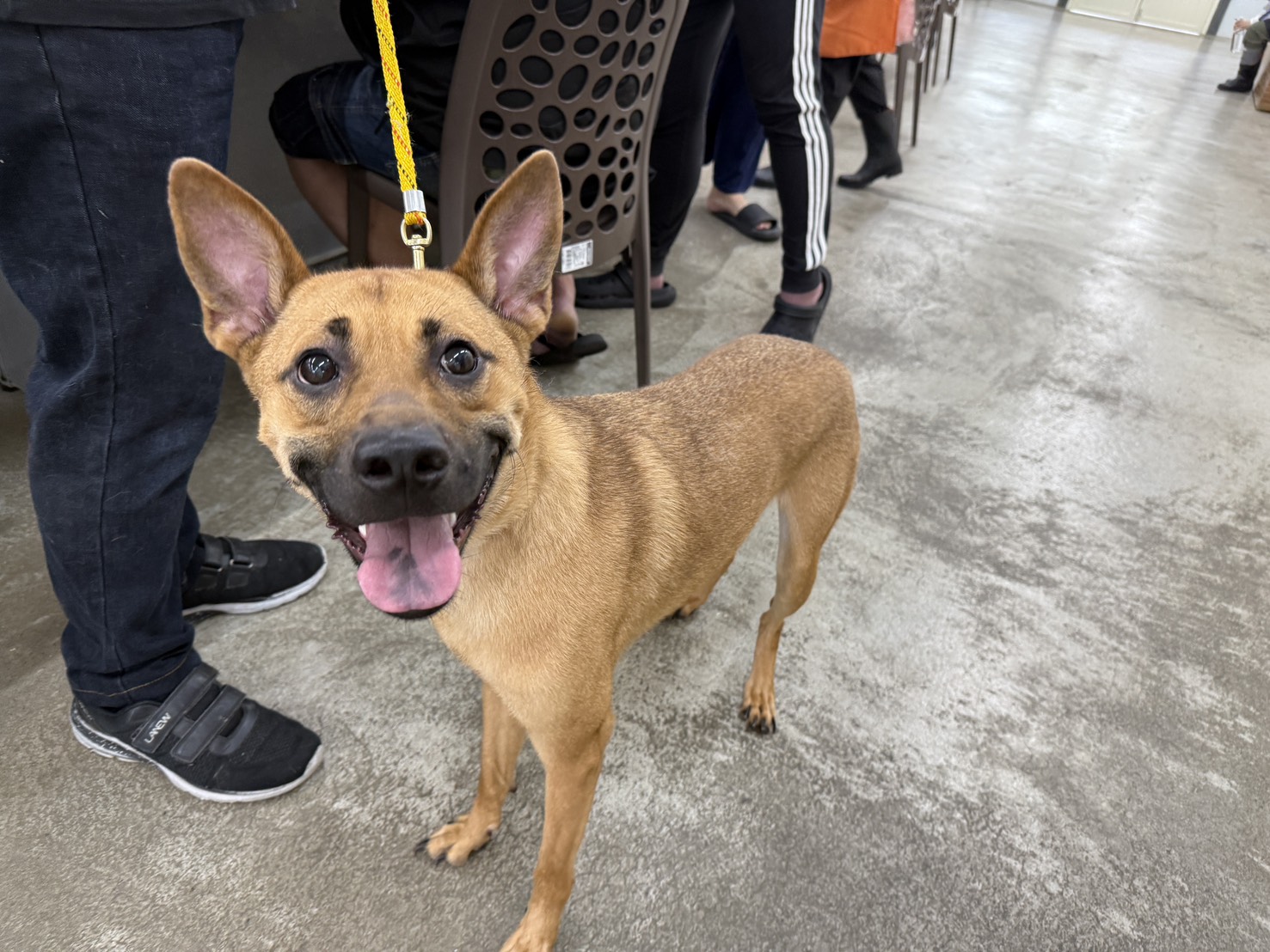 Photo of No. VAAAG115060607, Adult · Male · Large · Mixed breed