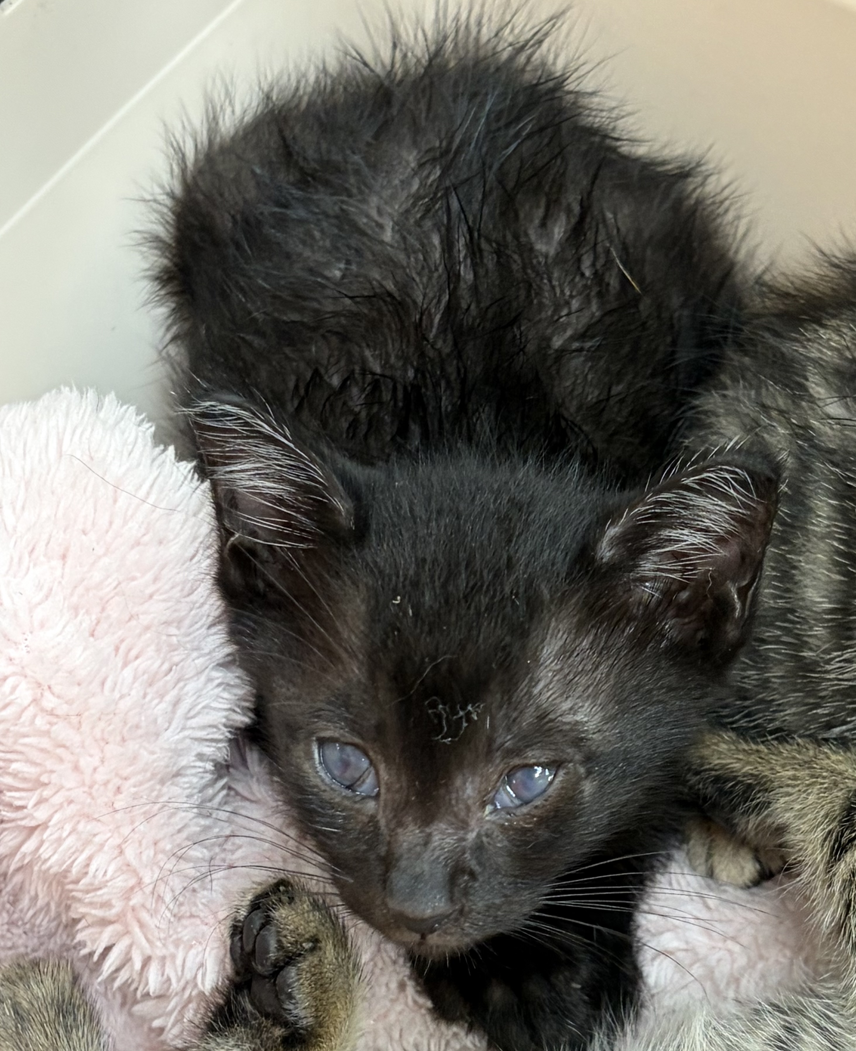 Photo of No. QAAAG1150606006, Young · Male · Small · Mixed breed