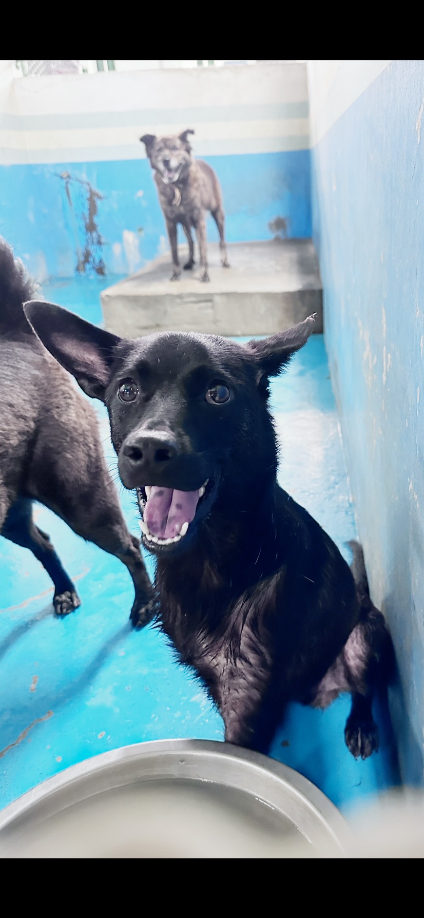 Photo of No. EAAAG1150608001, Adult · Male · Large · Mixed breed