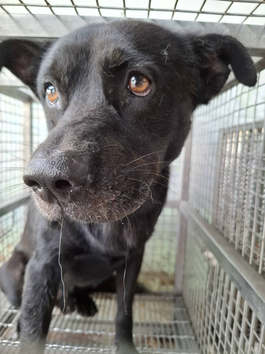 Photo of No. S150608-03, Adult · Male · Large · Mixed breed