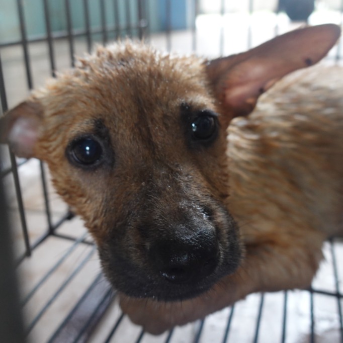 Photo of No. W150608-01, Young · Female · Small · Mixed breed