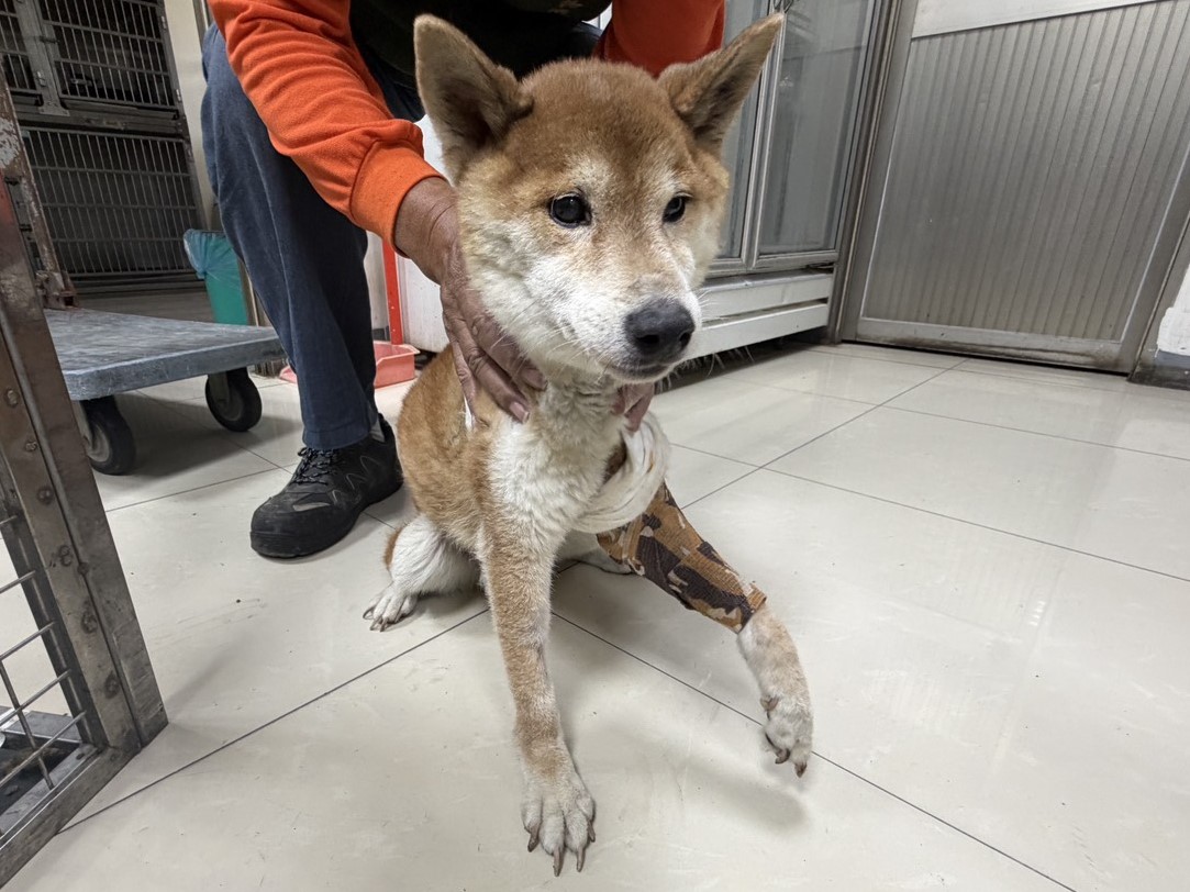 Photo of No. LAAAG1150225, Adult · Male · Medium · Mixed breed